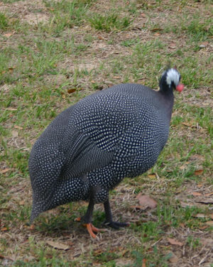 Guinea Fowl - Cub Creek Science and Animal Camp