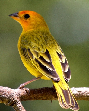 Saffron Finch at Science Camp - information, care, facts