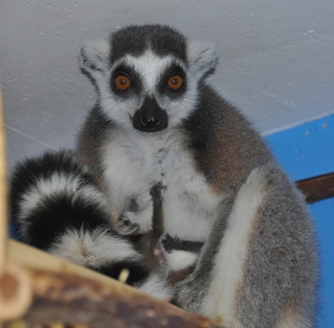 Ring tail lemur