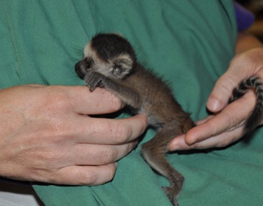 baby ring tail lemur