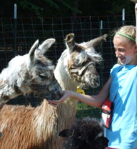 feeding llamas at animal camp