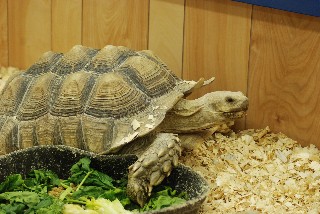 African Spurred Tortoise