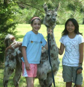 walking a llama at animal camp