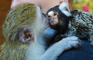 vervet monkey and marmoset monkey kissing