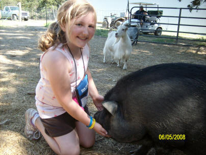 pot bellied pigs at animal camp