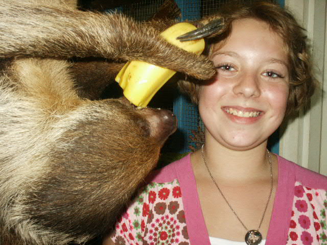 feeding a two toed sloth at kids camp