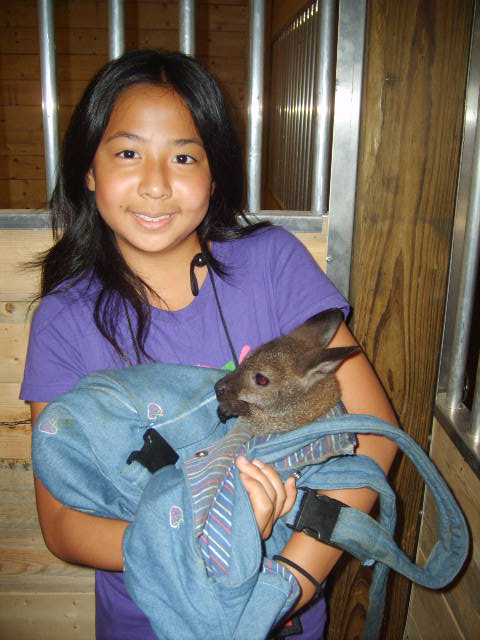 baby wallaby